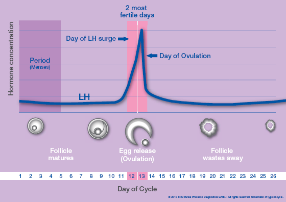 LH concentration during a women cycle