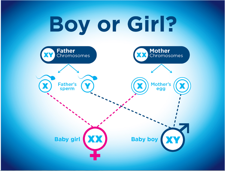 Boy or girl? Can you influence the sex 