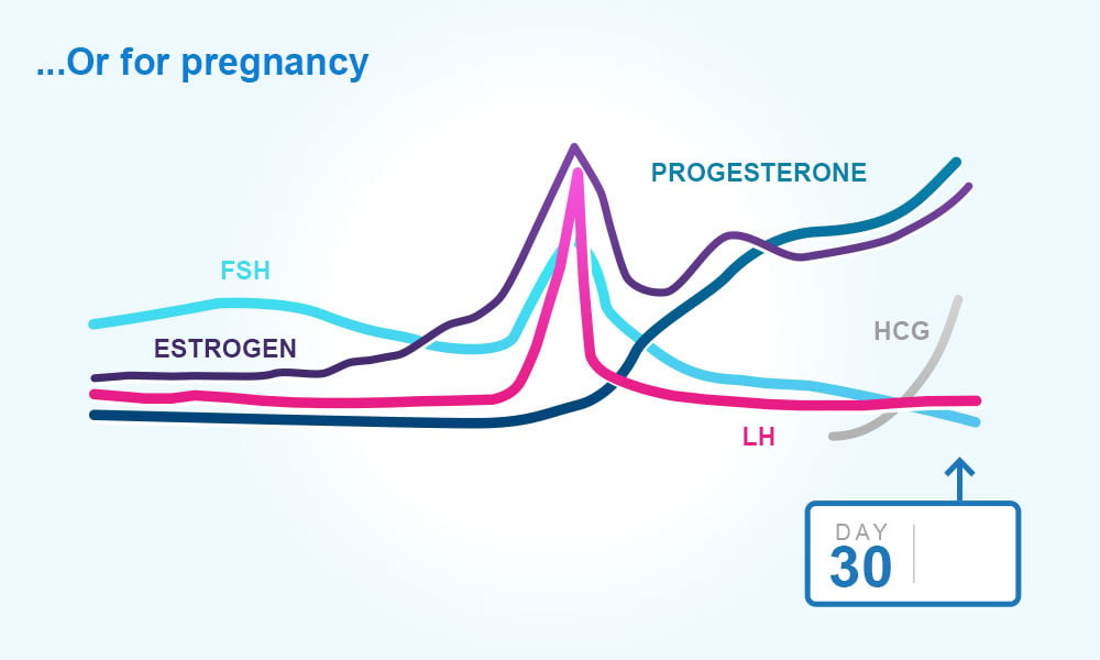 Menstrual cycle : preparing for pregnancy