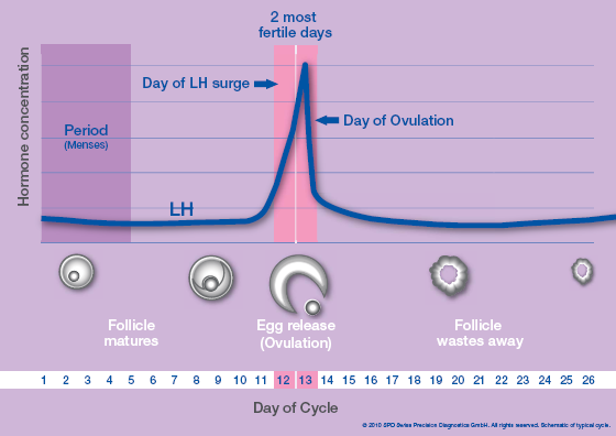 Understanding Menstrual Cycles, Your Periods and Ovulation – Clearblue