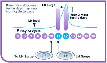 When Are You Most Fertile?