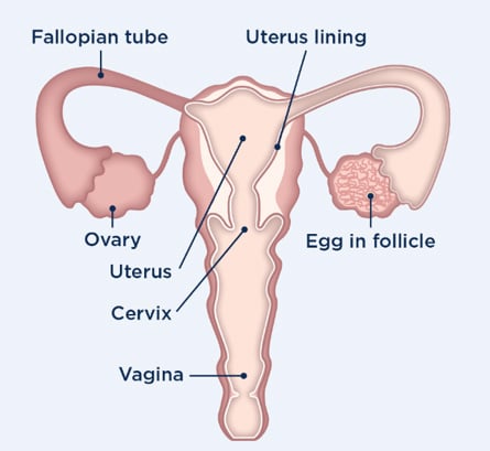 woman reproductive organs