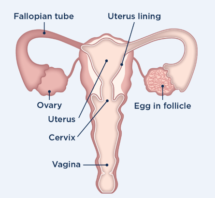 Woman reproductive organs