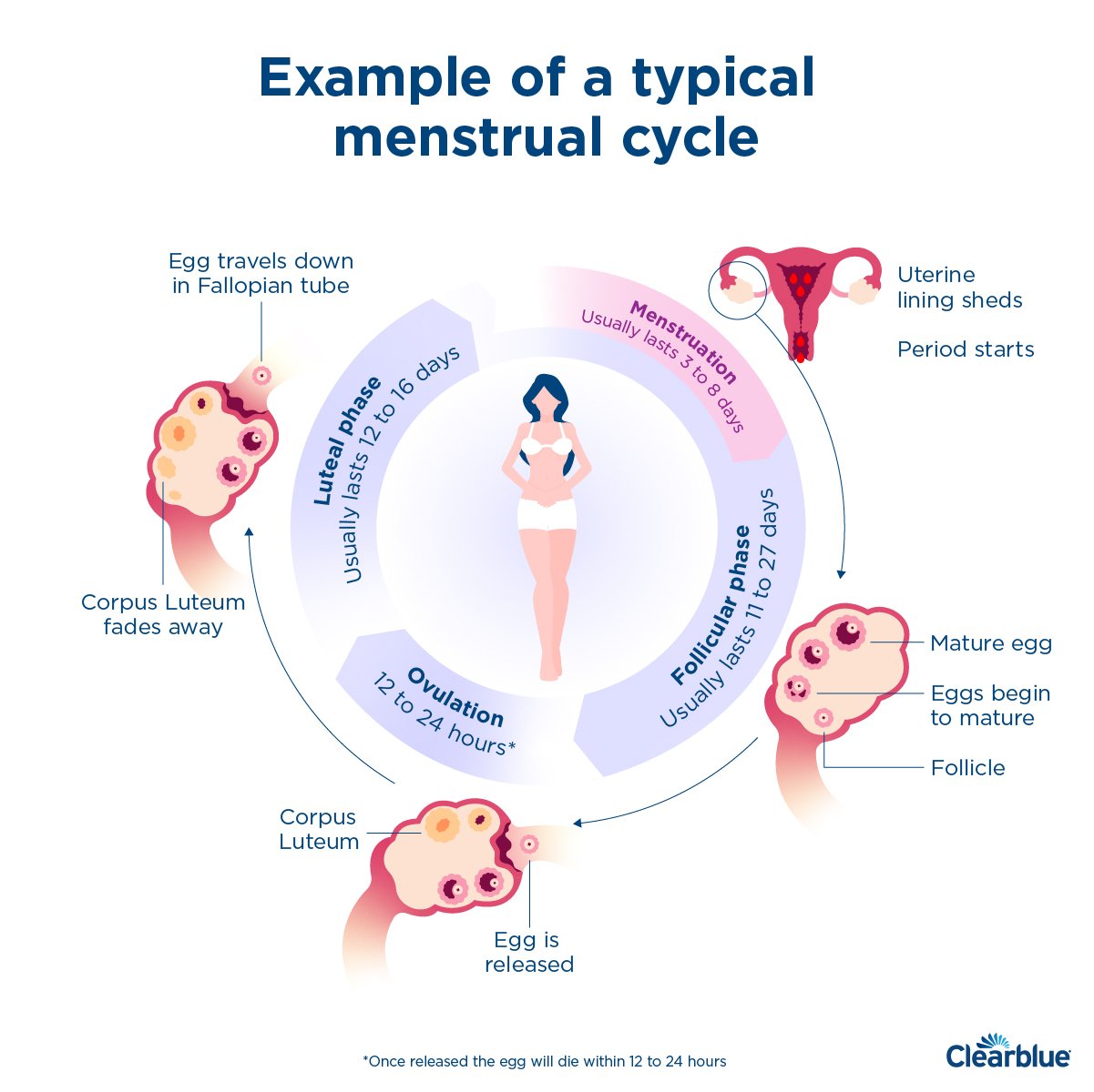 Days between on sale menstrual cycle